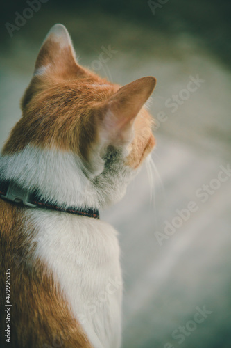 Photo from the back of an orange cat