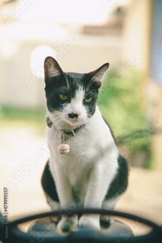 black and white cat sitting sleepy on a bicycle