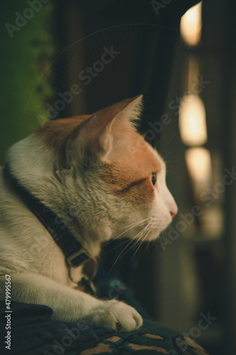 side view of orange cat