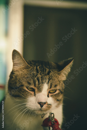 The cat wearing a bell is sleepy.