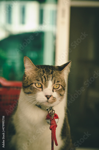 A cat puts a bell looking forward.