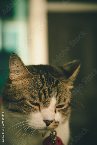 The cat wearing a bell is sleepy.