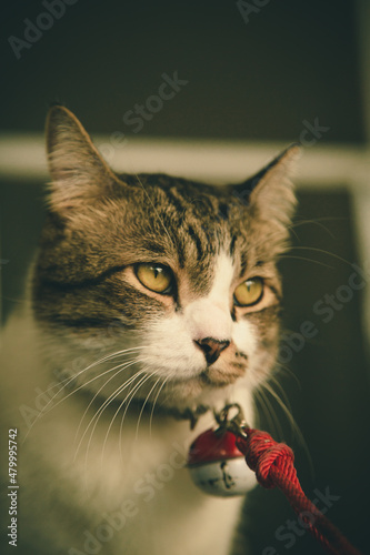 Cat wearing a bell looking up
