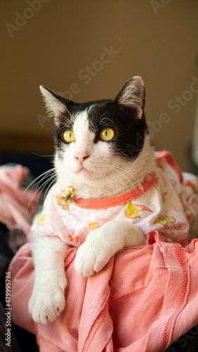 black and white cat wearing pink dress looking up