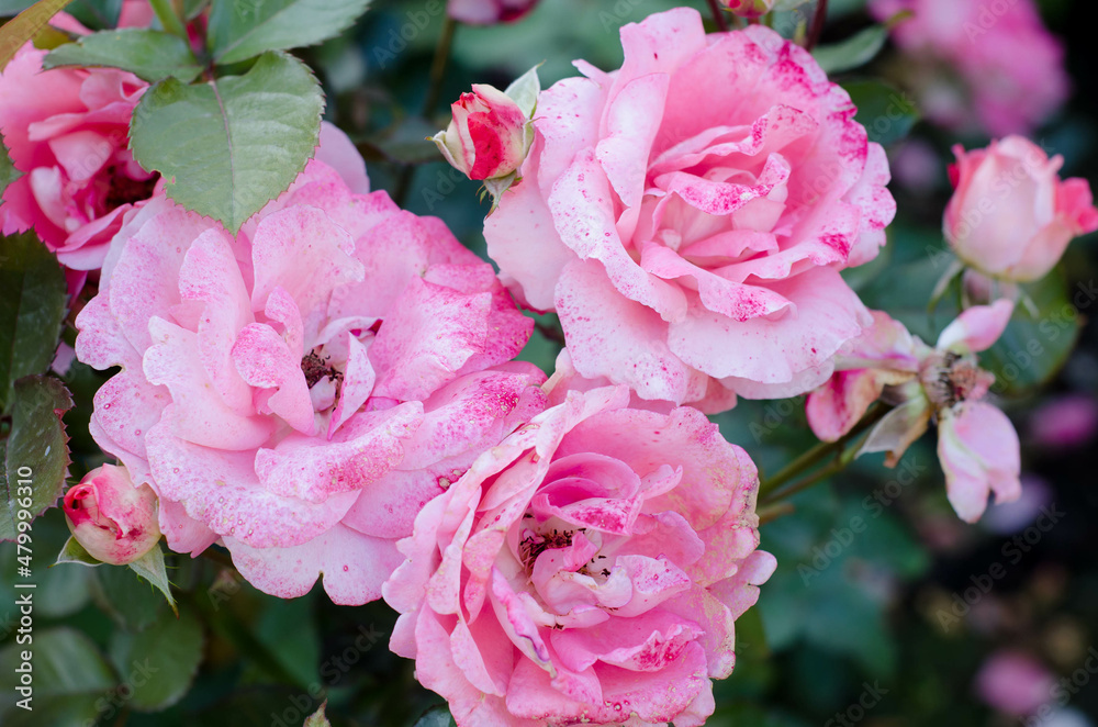 Roses. Blooming pink buds on background of green leaves. Beautifully blooming garden plants.	