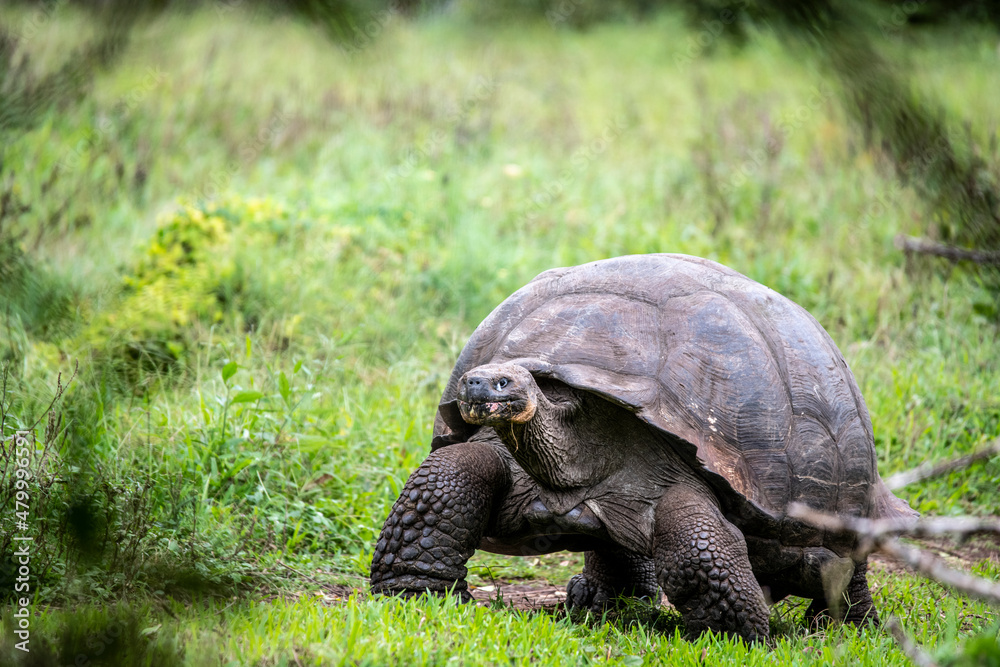 Galapagos tortoises in a tropical forest in natural conditions giant ...