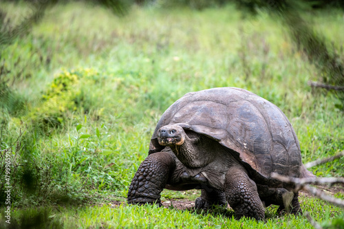 Galapagos tortoises in a tropical forest in natural conditions
giant galapagos skull in natural rainforest 