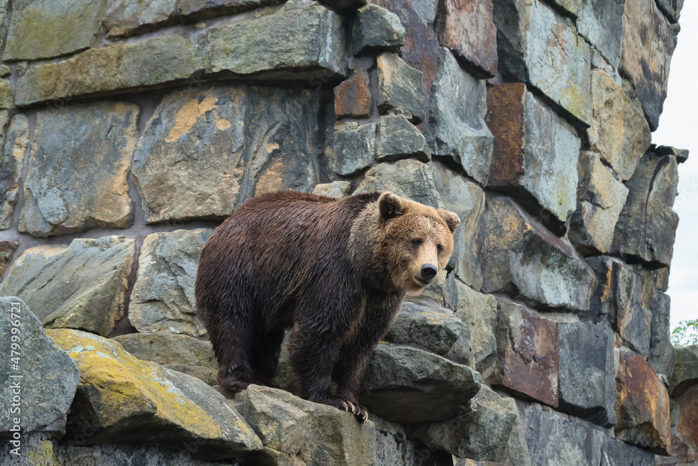 Fototapeta premium watching from above brown bear