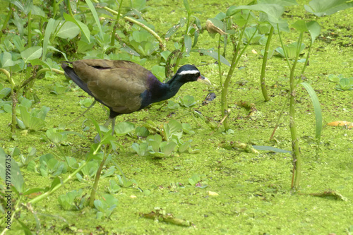 Bronze-winged Jacana Bird, Metopidius indicus, walking beside green leaves photo