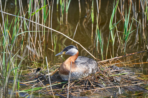 great crested grebe, Podiceps cristatus, is a water bird
