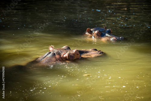 Hippo swims in the water 