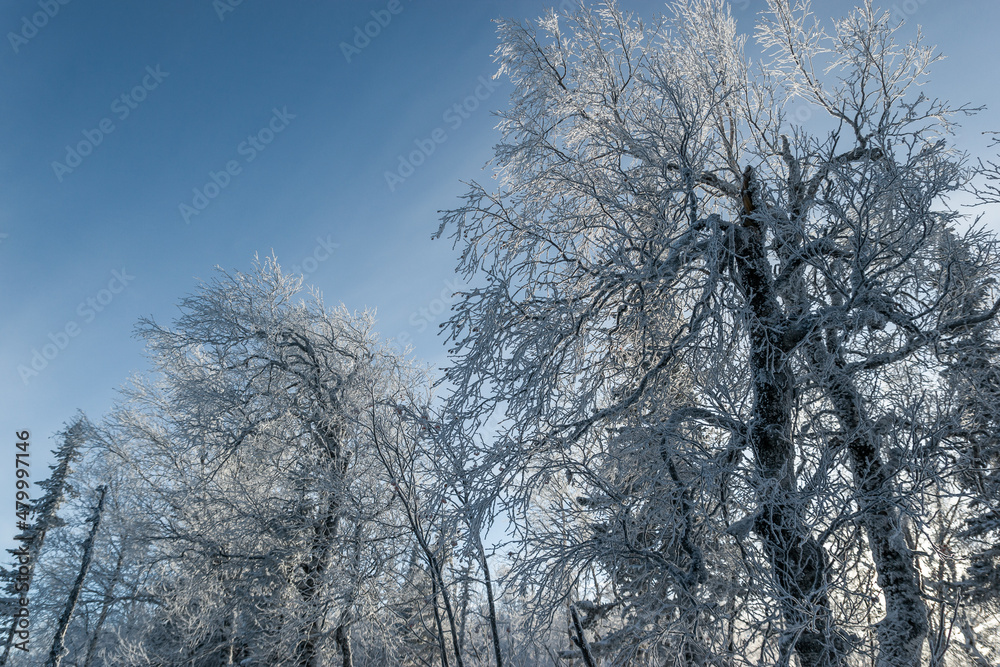Bottom view of a snow-covered birch tree against a blue sky