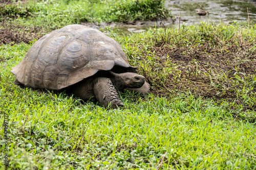 Galapagos tortoises in a tropical forest in natural conditions giant galapagos skull in natural rainforest 