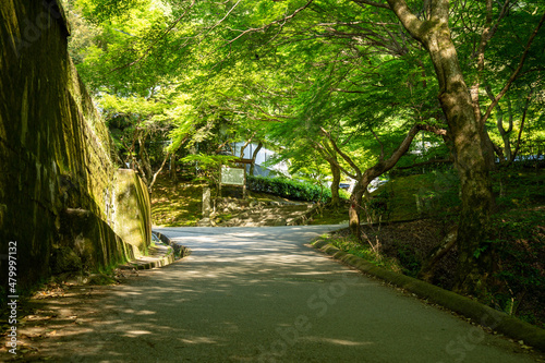 京都観光-哲学の道の川沿いの風景