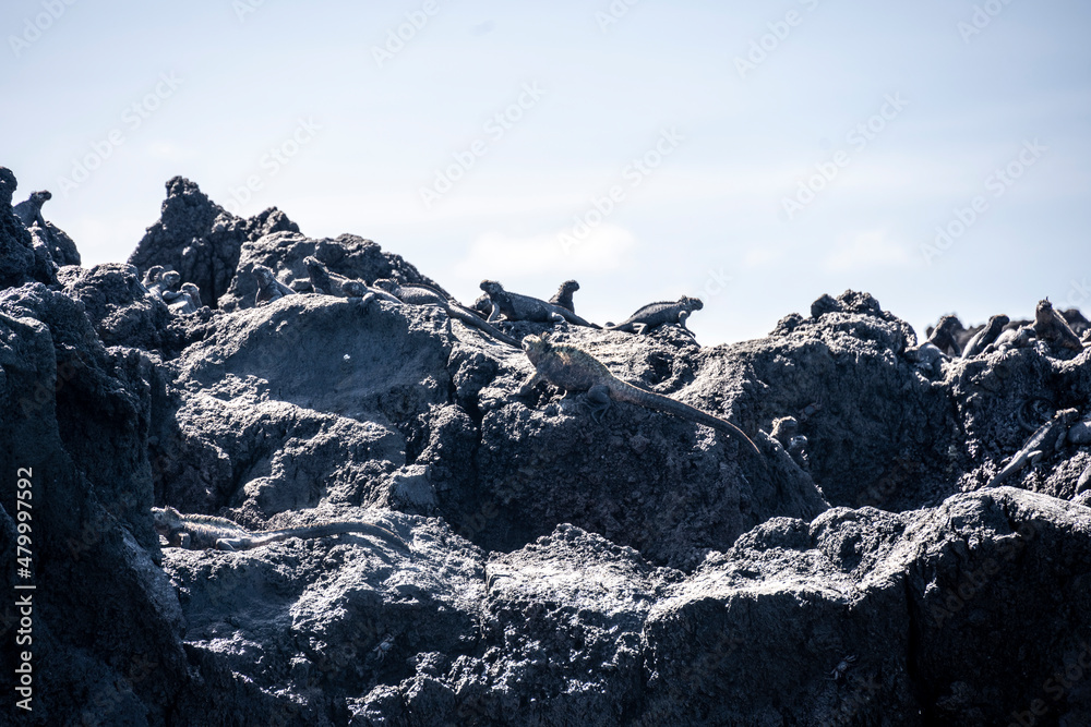 Galapagos marine iguanas bask in the sun on black volcanic rocks 