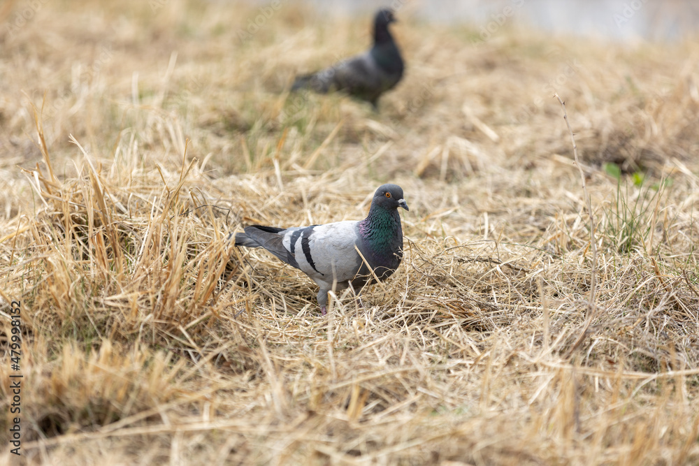 Obraz premium pigeon on the ground