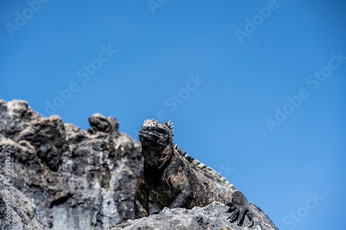 Galapagos marine iguanas bask in the sun on black volcanic rocks 