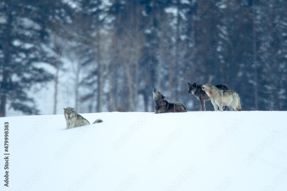 Fototapeta premium Gray Wolf pack howling in snow taken in Yellowstone NP