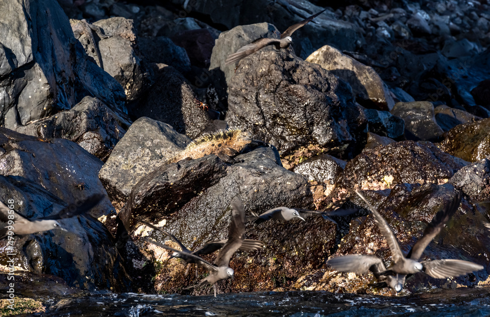 ancient marine iguanas on black volcanic rocks in the galapagos islands ancient marine iguanas on black volcanic rocks in the galapagos islands