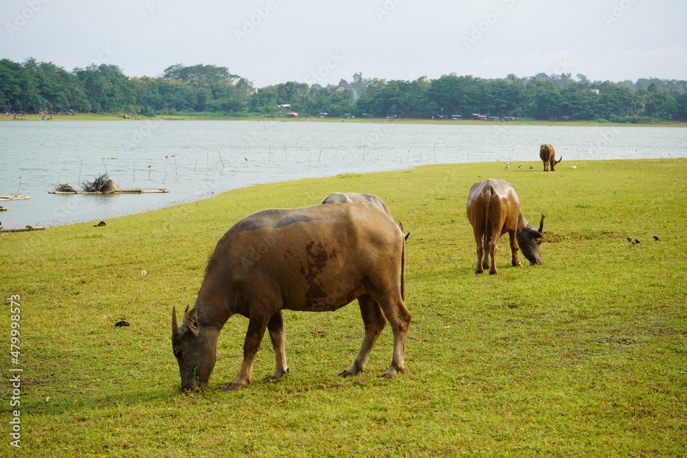 Obraz premium The water buffalo (Bubalus bubalis), also called the Asiatic buffalo, domestic water buffalo or Asian water buffalo, is a large bovid originating in the Indian subcontinent and Southeast Asia. 