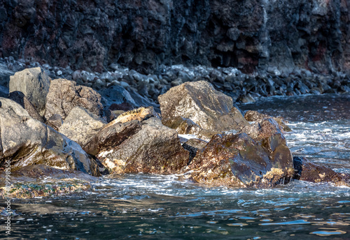 ancient marine iguanas on black volcanic rocks in the galapagos islands  © константин константи