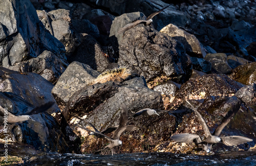 ancient marine iguanas on black volcanic rocks in the galapagos islands 
