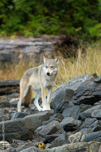 Gray Wolf at waters edge taken in BC Canada © Stan