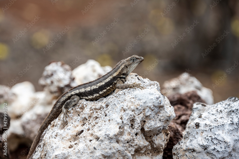 a gray lizard on top of a rock basking in the sun a gray lizard on top of a rock basking in the sun