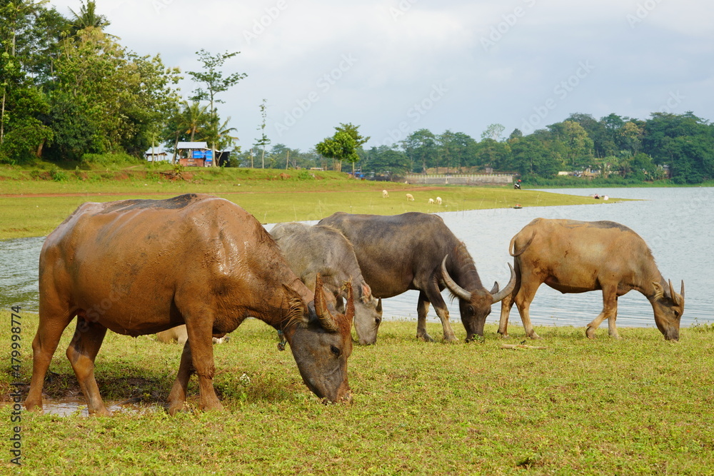 The water buffalo (Bubalus bubalis), also called the Asiatic buffalo, domestic water buffalo or Asian water buffalo, is a large bovid originating in the Indian subcontinent and Southeast Asia. 