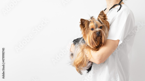A veterinarian holds a Yorkshire terrier dog in his arms. Veterinary clinic. White background, copy space, banner.
