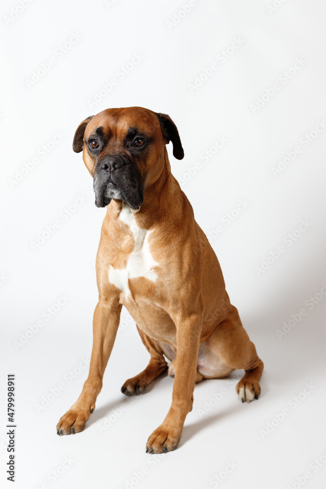 cute brown dog boxer on white background sits