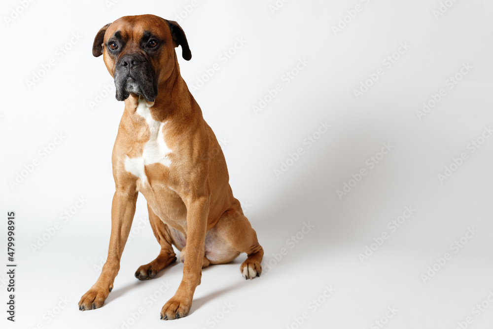 cute red dog boxer sitting on a white background