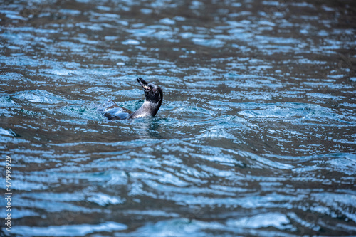 Galapagos penguin in blue water hunting 
