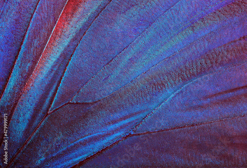 Canvas Print Butterfly wings texture background