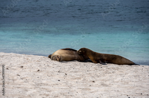 sea ​​lions have taken over the white sand beach on the island for their vacation 