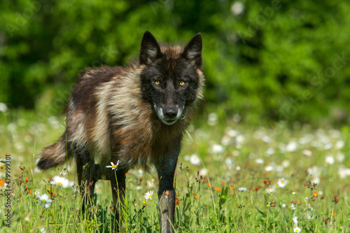 Fototapeta Gray Wolf in spring flowers taken in central MN under controlled conditions
