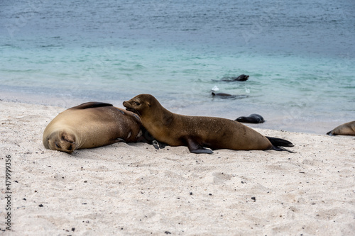 sea ​​lions have taken over the white sand beach on the island for their vacation 