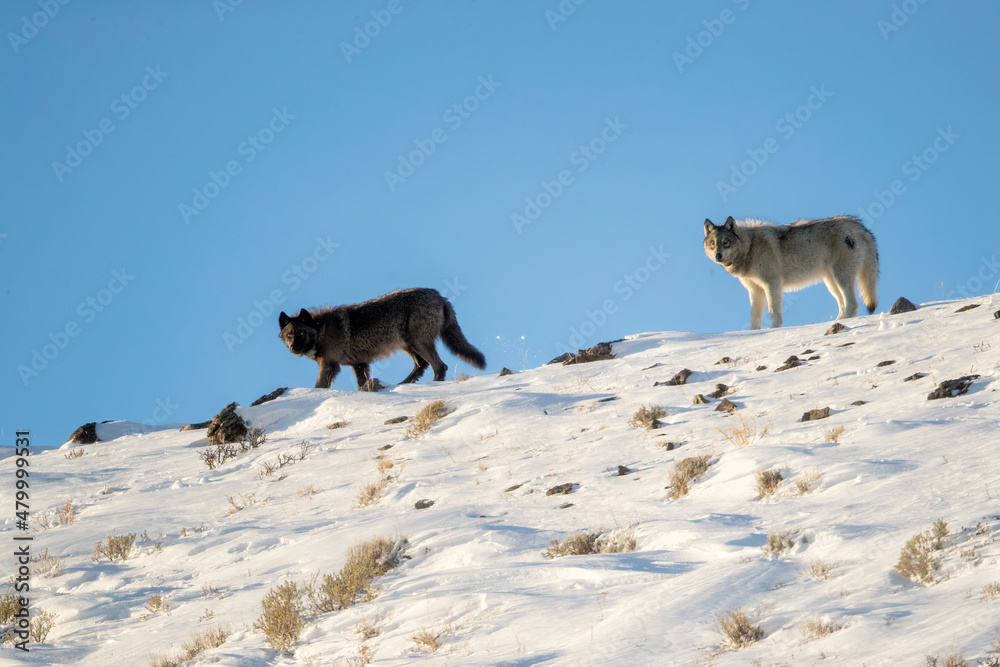 Naklejka premium Gray Wolf walking up ridge taken in Yellowstone NP