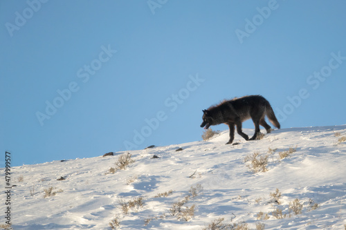 Gray Wolf walking up ridge taken in Yellowstone NP
