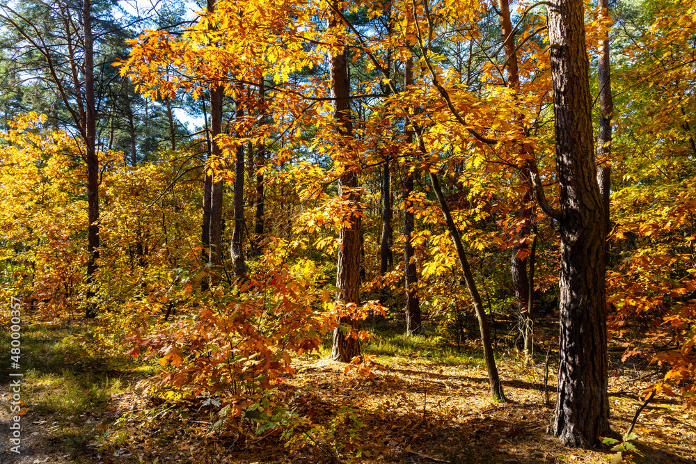 Obraz premium Autumn panorama of mixed forest thicket with colorful tree leaves mosaic in Mazowiecki Landscape Park in Celestynow town near Warsaw in Mazovia region of Poland