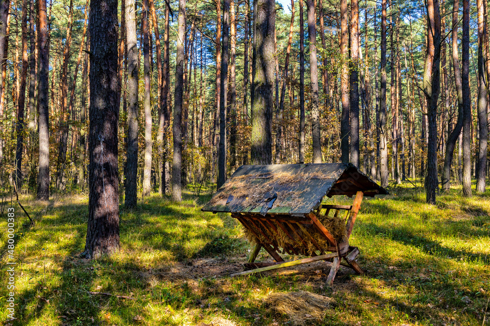 Autumn forest thicket panorama with vintage animal feeding hay rack in Mazowiecki Landscape Park in Celestynow near Warsaw in Mazovia region of Poland