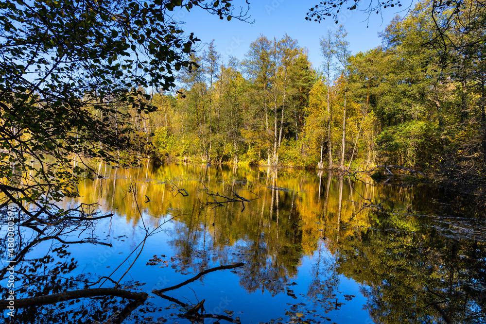 Autumn panorama of mixed forest thicket at Czarne Jeziorka Black Pond peat bog reserve in Mazowiecki Landscape Park in Celestynow near Warsaw in Mazovia region of Poland