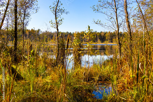 Fototapeta Naklejka Na Ścianę i Meble -  Autumn panorama of mixed forest thicket at Jezioro Torfy Peat Lake peat-bog reserve in Mazowiecki Landscape Park in Celestynow near Warsaw in Mazovia region of Poland