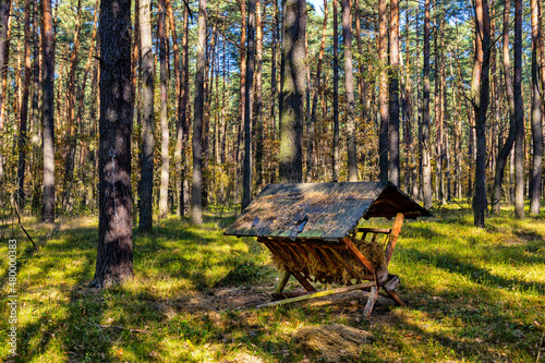 Autumn forest thicket panorama with vintage animal feeding hay rack in Mazowiecki Landscape Park in Celestynow near Warsaw in Mazovia region of Poland