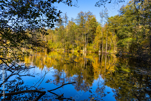 Autumn panorama of mixed forest thicket at Czarne Jeziorka Black Pond peat bog reserve in Mazowiecki Landscape Park in Celestynow near Warsaw in Mazovia region of Poland photo