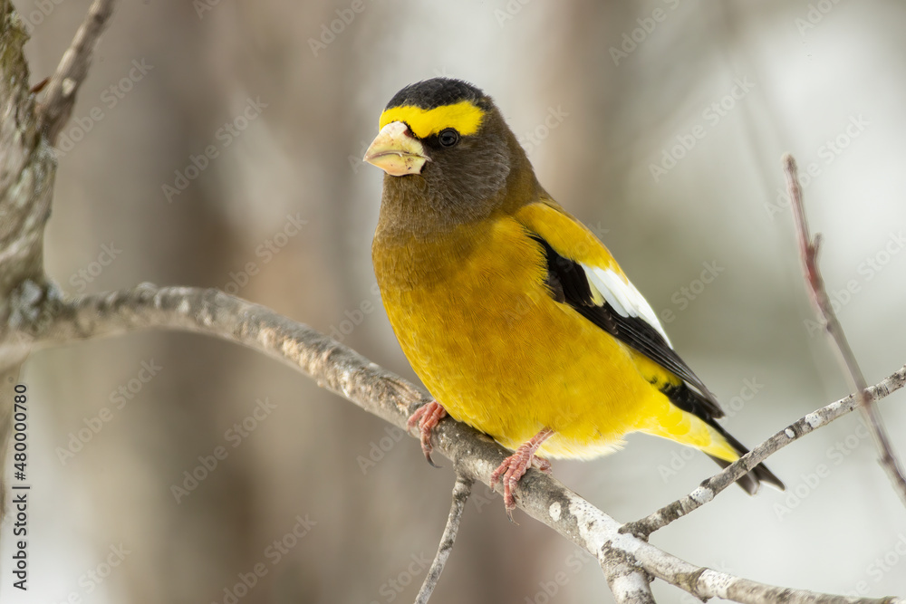 Naklejka premium Evening Grosbeak male taken in northern MN