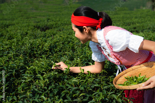 Woman picking green tea leaves in tea plantation. Sexy woman picking up tea in a tea filed in a high mountain. She held a basket in her hand to collect the good quality and carely tea. photo