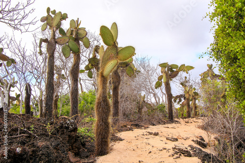 Giant Prickly Pear Cactus plants line the pathway across Santa Cruz Island on the Galapagos. photo