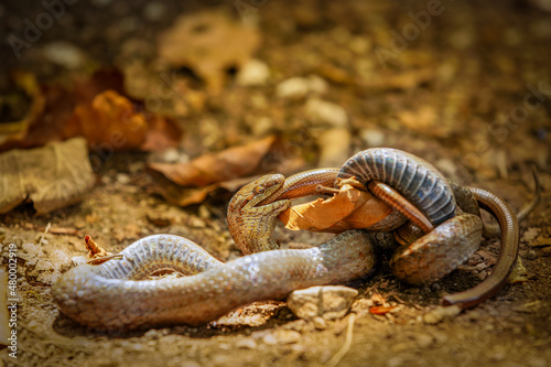 A smooth snake (Coronella austriaca) eating a slow worm (Anguis fragilis), Plitvice Lakes National Park, Croatia. photo