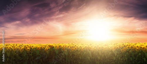 Field of blooming sunflowers in a meadow. 3d Rendering. Sunset Sky. Nature Panorama Background © edb3_16